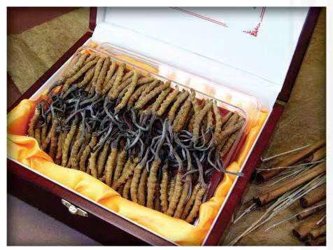 文城镇冬虫夏草回收